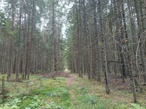 Kurtuvenai regional park during sunny day. Pine tree forest. Footpath in woodland. Moss growing on soil. Some small grass and tress growing in woods. Summer season. Kurtuvenu regioninis parkas. photo