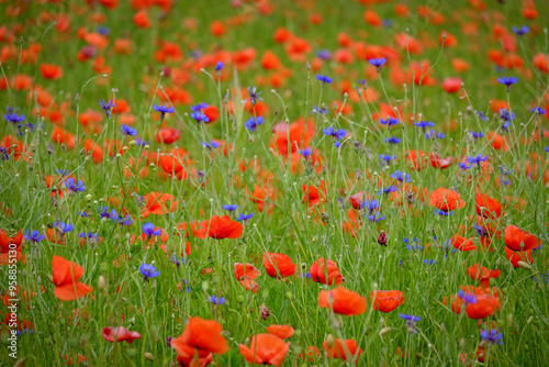 blossom field