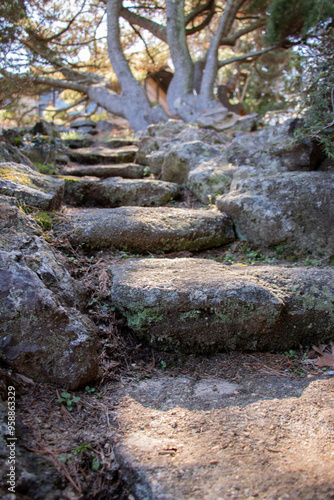 stone steps in a forest