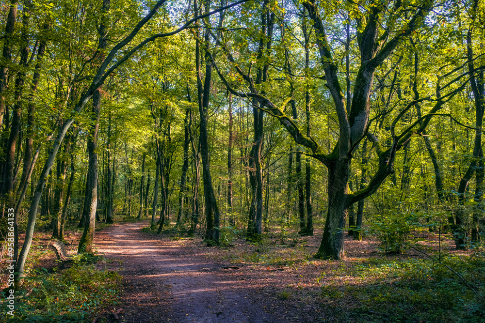 Hike on a sunny autumn day through the forest near Ingelheim in Rheinhessen Hike on a sunny autumn day through the forest near Ingelheim in Rheinhessen