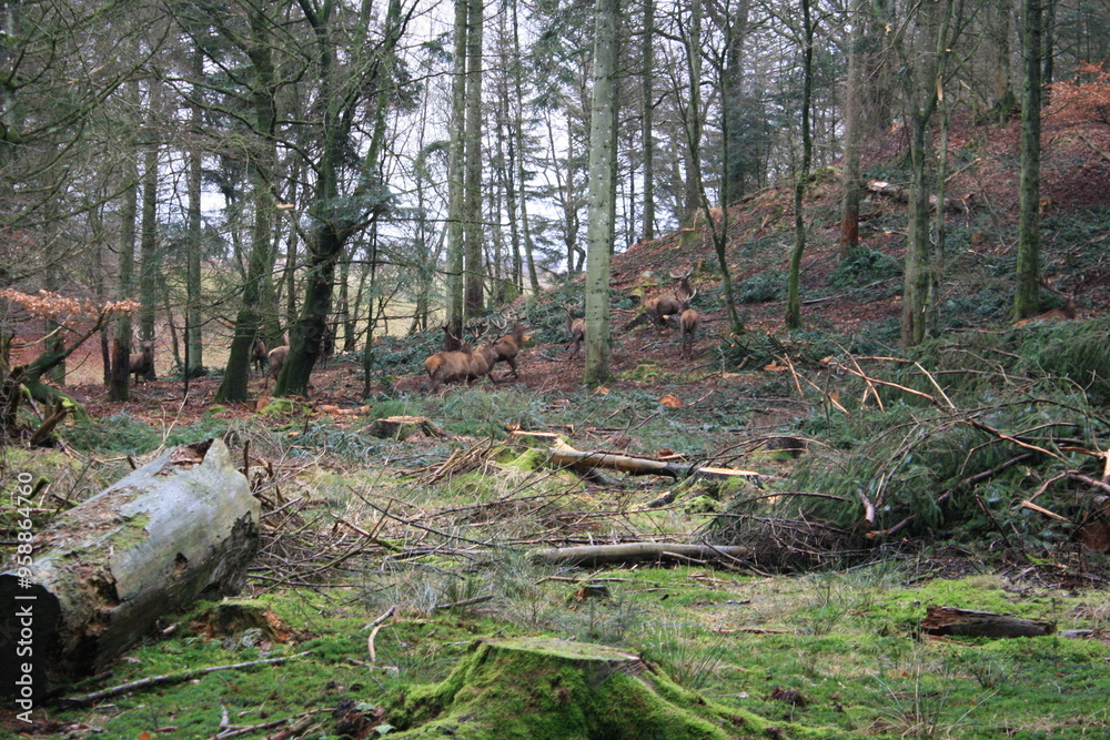 Fototapeta premium Red Deers In Forest