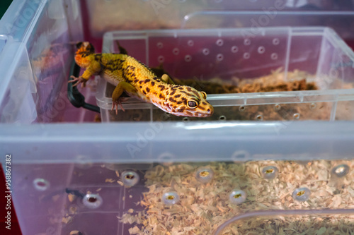 Cute little leopard gecko living in box, popular household pet  photo