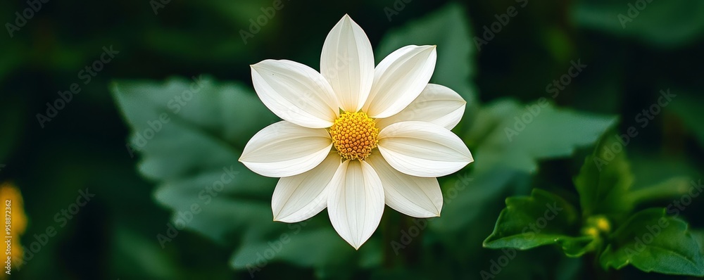 New flower blooming in a garden, symbolizing the beauty of new beginnings New flower blooming in a garden, symbolizing the beauty of new beginnings