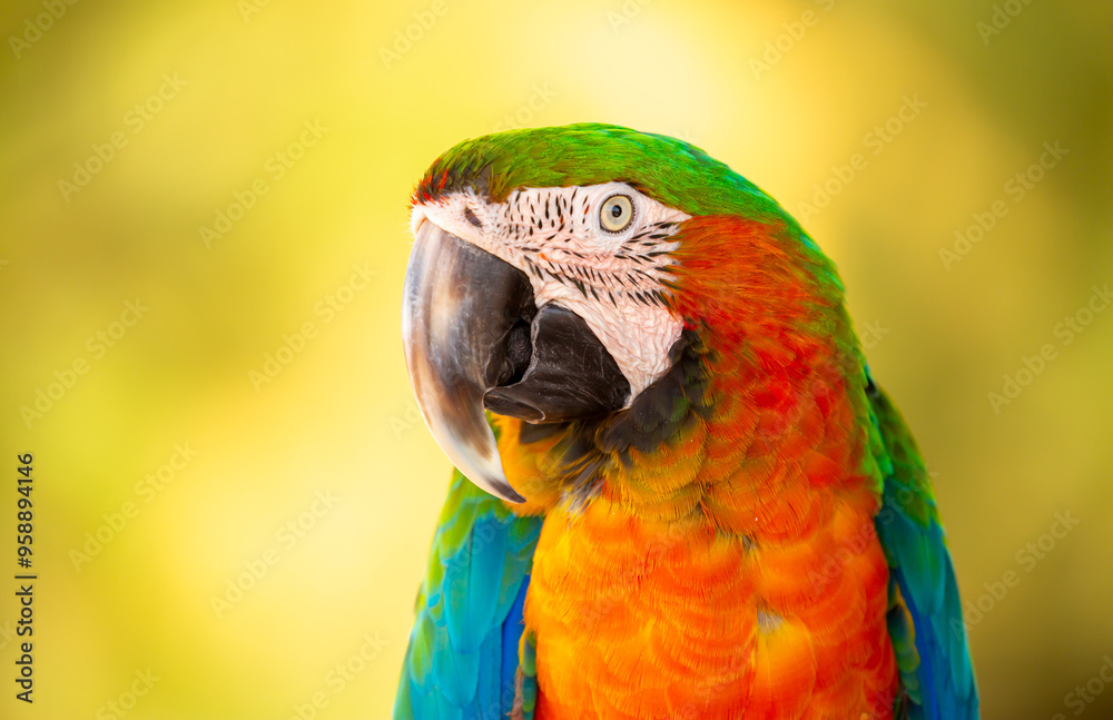A close-up of a macaw. The multi-colored parrot sits on a perch. The background is blurred, which emphasizes the bird's bright colors. A close-up of a macaw. The multi-colored parrot sits on a perch. The background is blurred, which emphasizes the bird's bright colors.