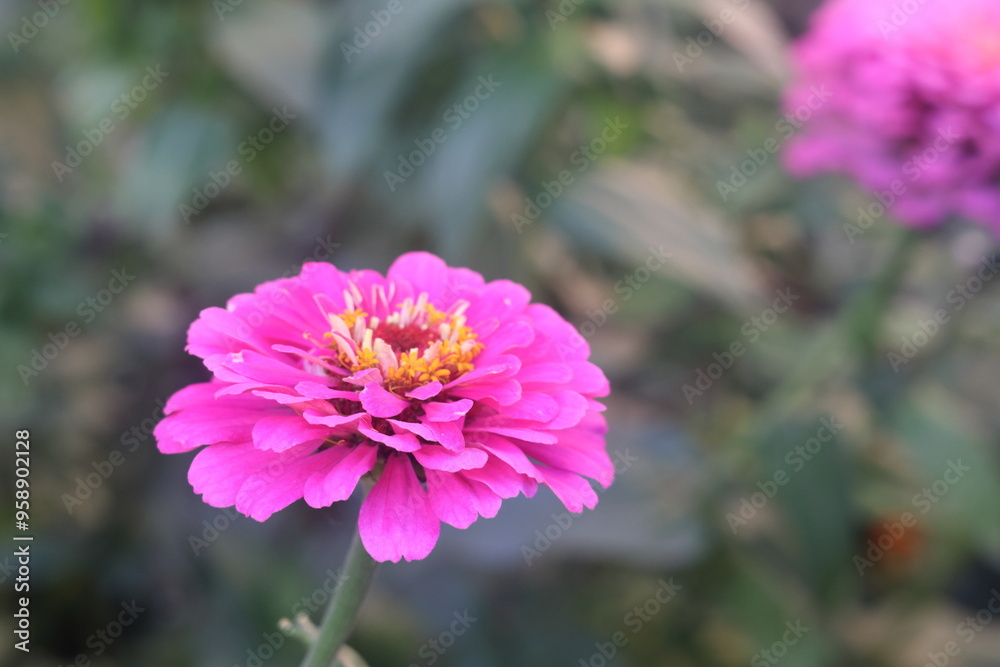 Zinnia graceful, flowers on a flowerbed, 2 Zinnia graceful, flowers on a flowerbed, 2