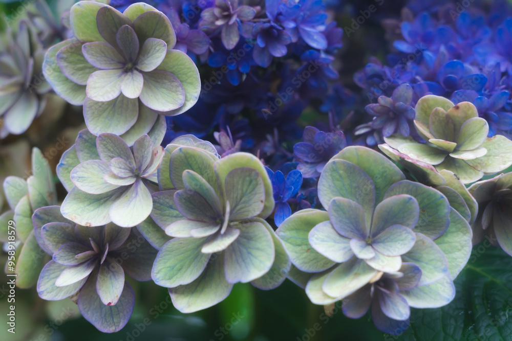 blue & green hydrangea flowers