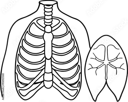 Lung Human Body Line Draw illustration,Human Lung Single Line Icon