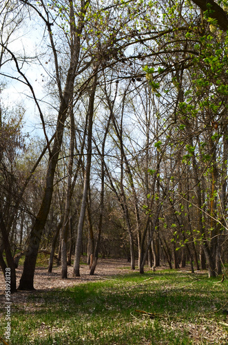 forest in spring
