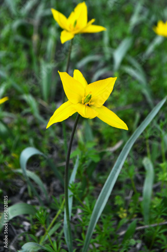 spring yellow tulips in the forest