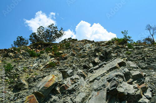 vegetation on the rocks