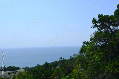forest against the background of the river