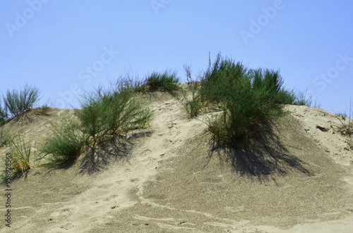 bushes in the sand