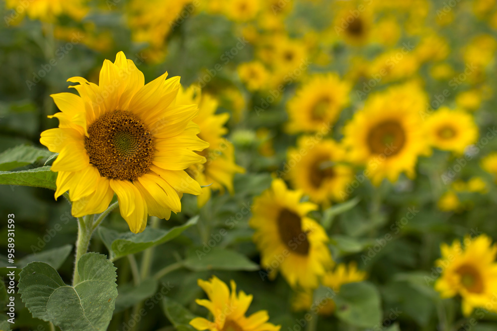 Sunflowers (helianthus) in a field - summertime Sunflowers (helianthus) in a field - summertime