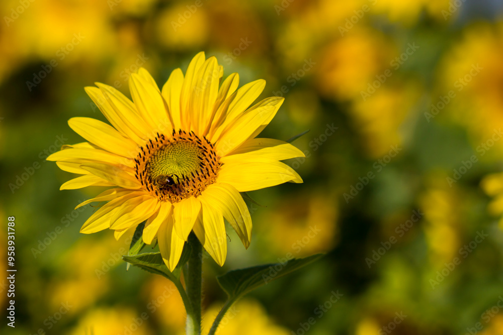 Sunflowers (helianthus) in a field - summertime
