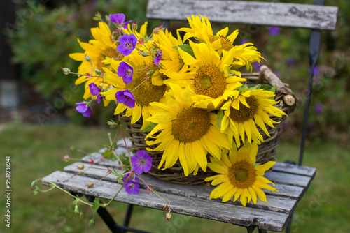 flowers - sunflowers and geranium in a basket on chair in the garden photo