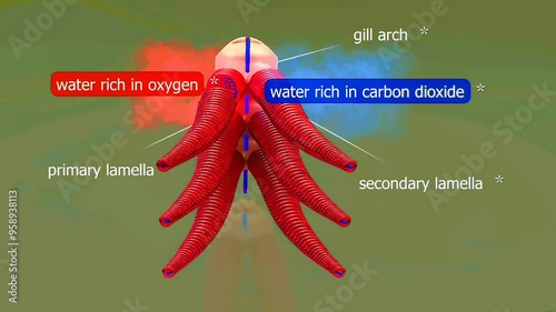 Anatomy of fish gills photo