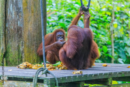 orangutans or pongo pygmaeus is the only asian great found on the island of Borneo and Sumatra photo