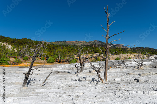 Yellowstone springs at the Yellowstone National Park