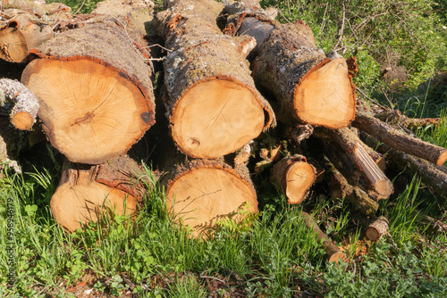 Holzstapel im Wald gesehen auf dem Pilgerweg Via de La Plata zwischen Cea und Oseira in Galicien, Spanien photo