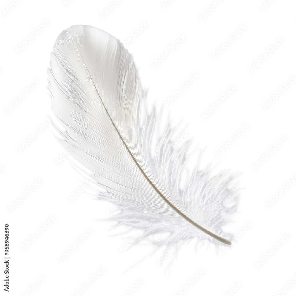 Obraz premium White feather isolated.