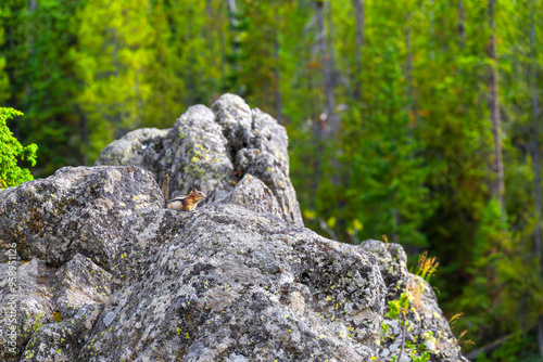 chipmunk on the rock