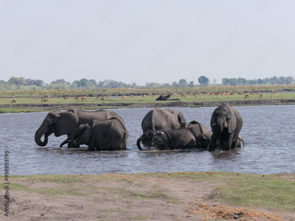 Eine Herde Elefanten trinken und baden in einem Fluss im Chobe Nationalpark in Botswana Eine Herde Elefanten trinken und baden in einem Fluss im Chobe Nationalpark in Botswana