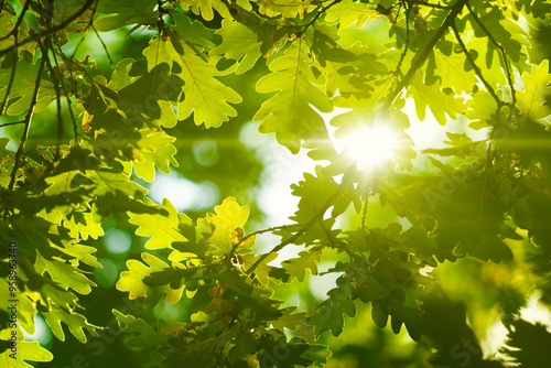Bright green oak leaves illuminated by warm sunlight create vibrant and serene atmosphere in summer forest. Interplay of light and shadow, essence of spring or summer in forest