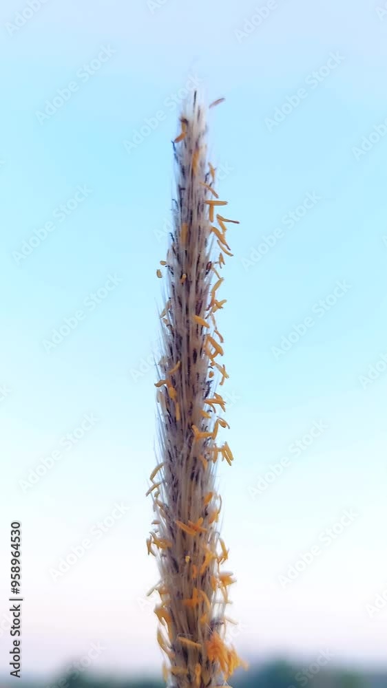 View of flowering grass in summer