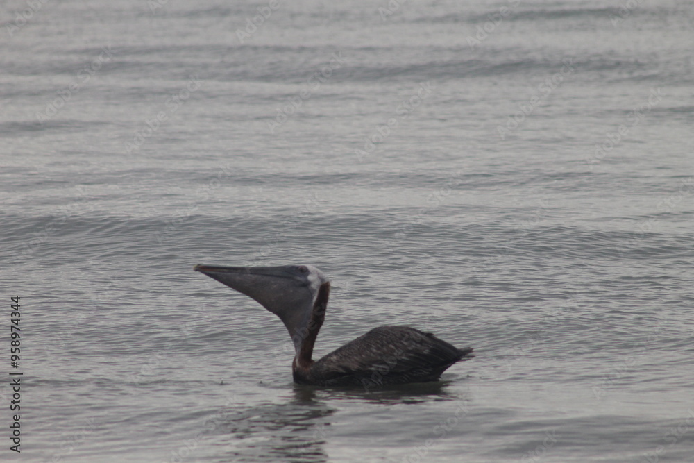Fototapeta premium Pelican in Water