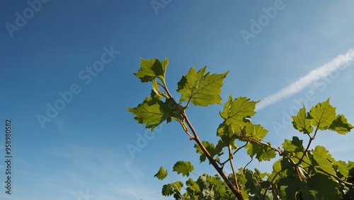 Vine plant reaching towards a blue sky, with copy space available for your text.