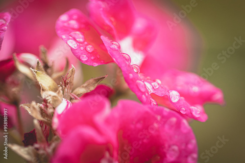 Geranium leaves wet by raindrops