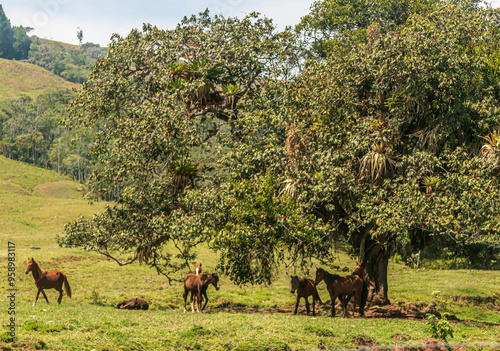 CABALLOS BAJO LA SOMBRA DE UN ARBOL EN LA SELVA NATURALEZA photo