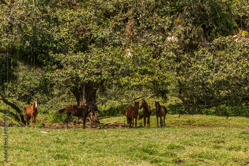 CABALLOS BAJO LA SOMBRA DE UN ARBOL EN LA SELVA CENTRAL DEL PERÚ 