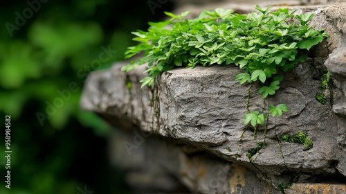 A close-up of lush green foliage growing on a weathered rock. The background is blurred, creating a soft and natural feel.