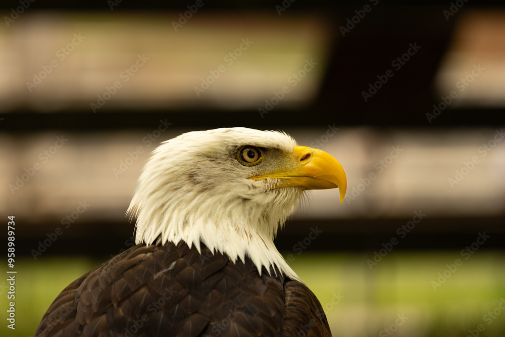 Fototapeta premium Aguila calva