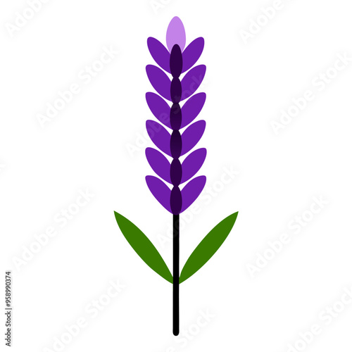 Lavender lavendulan flower and plant vector art illustration on white background photo