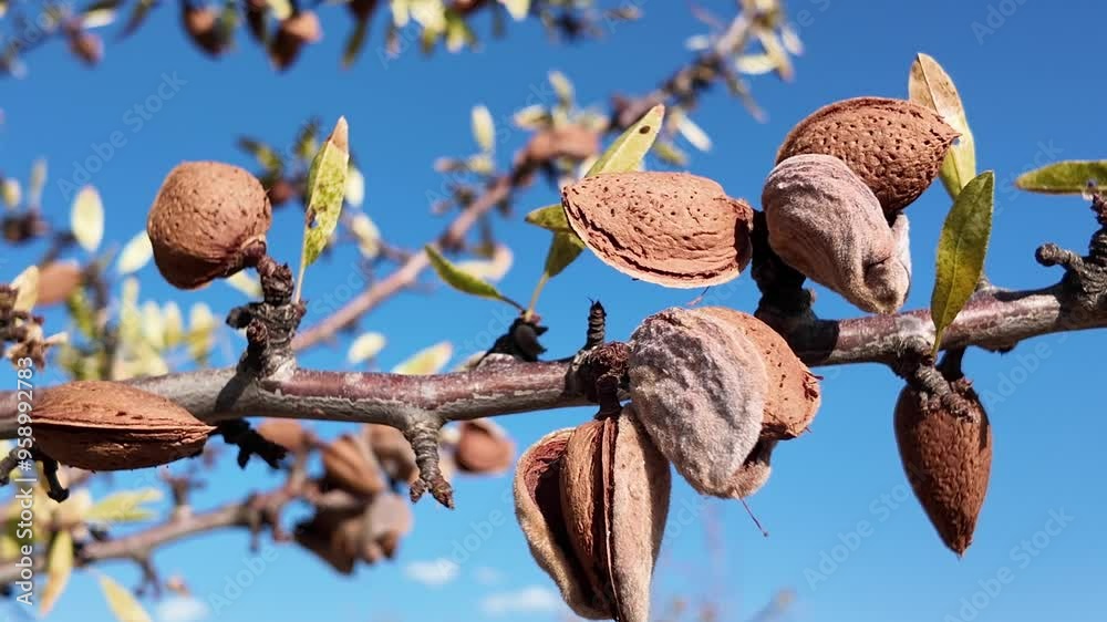 Arbol almendro con almendras