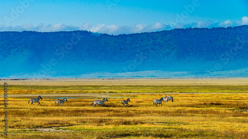 Zebras Running in the Ngorongoro Crater photo