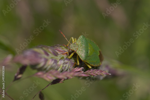 Common Green Shield Bug (Palomena prasina) on grass stem, taken near Salisbury, England. photo