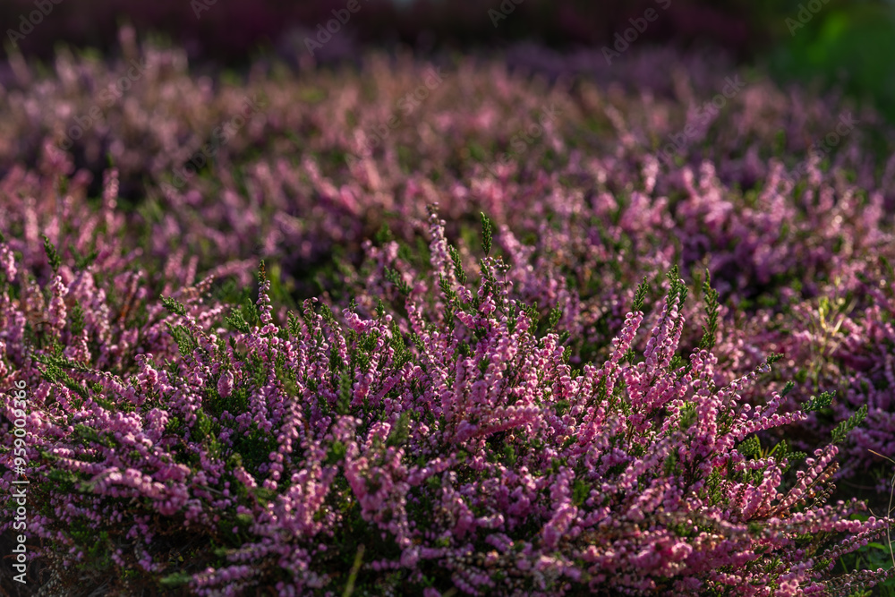 Obraz premium Color heather blooming flower in summer morning in garden