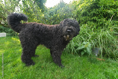 Closeup on a gentle furry Flemish black pure-breed sheepdog, Bouvier de Flandres photo