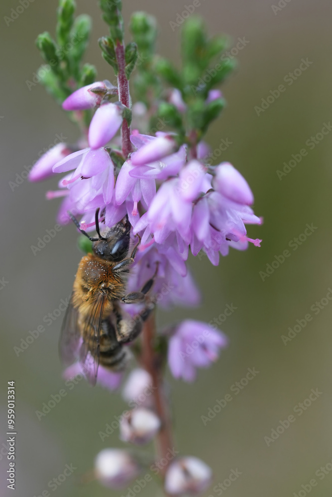 Closeup on a brown female Heather mining bee, Andrena fuscipes on itt's host plant, Calluna vulgaris Closeup on a brown female Heather mining bee, Andrena fuscipes on itt's host plant, Calluna vulgaris