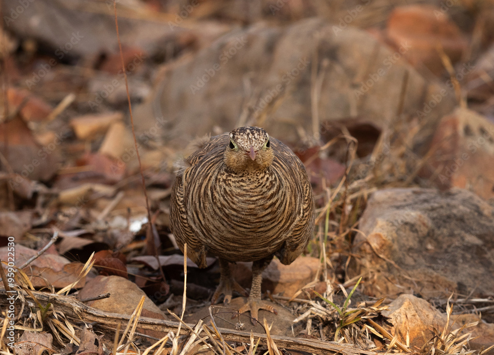 Painted sandgrouse looking eagerly at Panna Tiger Reserve , Madhya Pradesh, India Painted sandgrouse looking eagerly at Panna Tiger Reserve , Madhya Pradesh, India