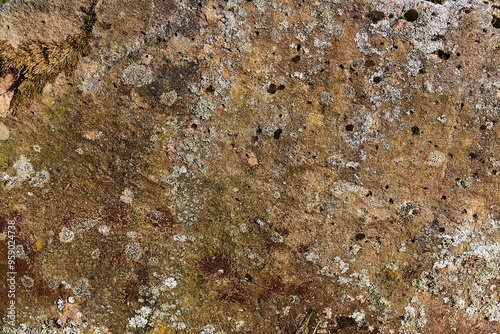 An image of a stone surface covered with moss and lichen, texture.