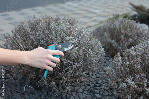 pruning lavender bush. man with scissors trims lavender hedge.