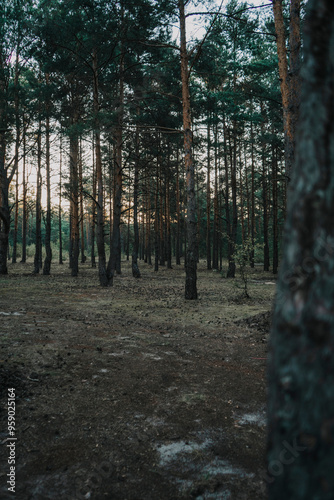 Дика природа, тварини, озеро, ліс 