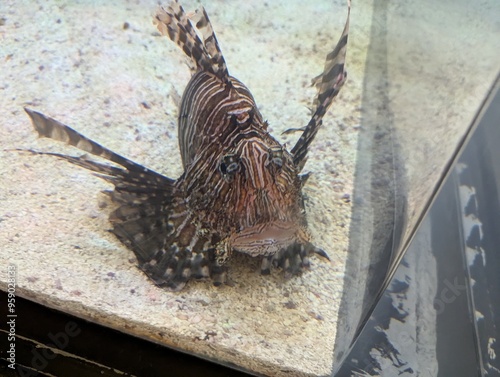 Lion fish or lionfish or Pterois antennata is a genus of venomous marine fish photo