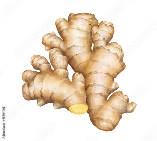 Watercolor realistic illustration of the ginger root isolated on white background