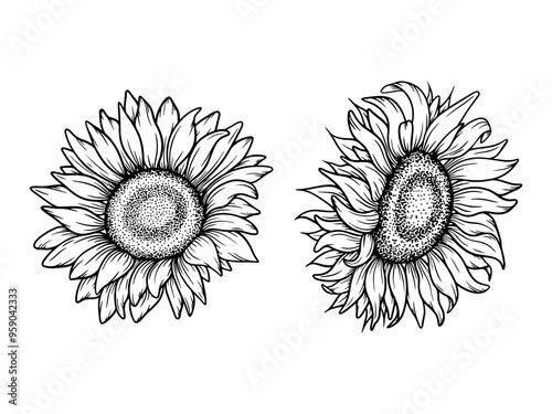 Vector sunflower illustrations set in line art style. Graphic monochrome drawing. Hand drawn floral outline sketch, engraved illustration. Design element for coloring book, tattoo, logo, icon, label.