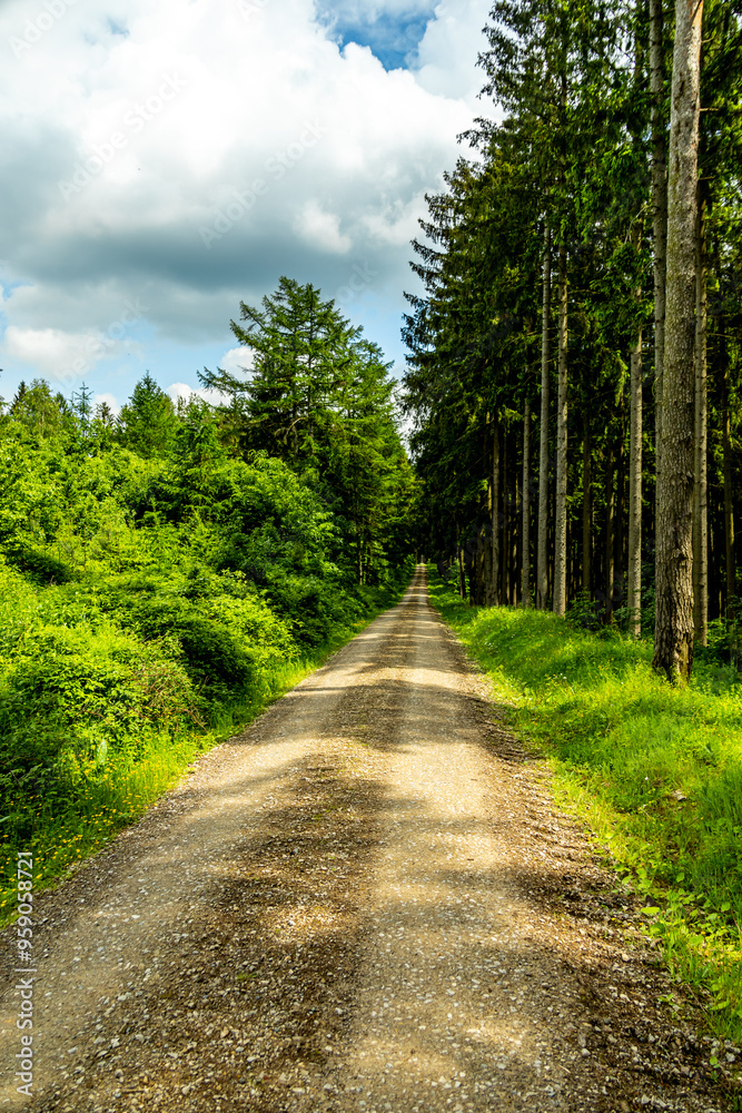 Fototapeta premium Eine wunderschöne frühlingshafte Wanderung rund um den Pleß Berg & der Burgruine Frankenberg bei Breitungen - Thüringen - Deutschland
